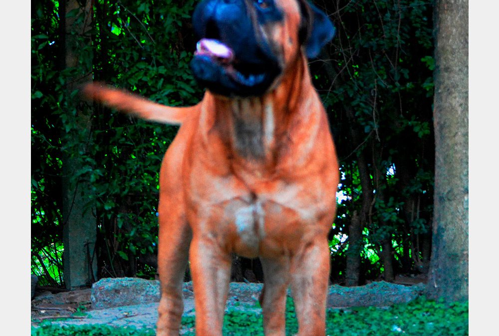 Macho1