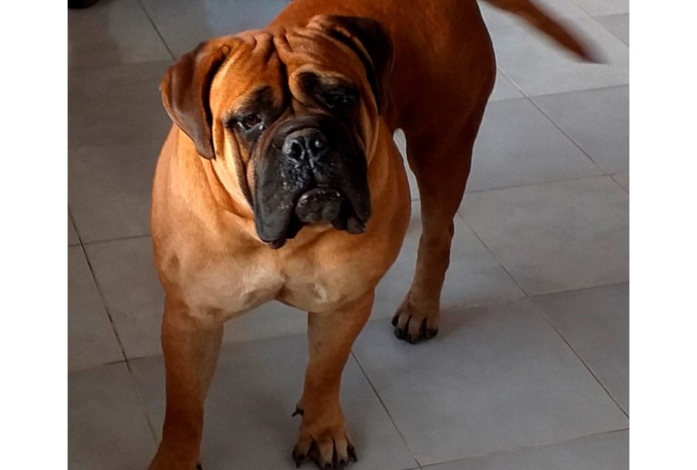 Zafira